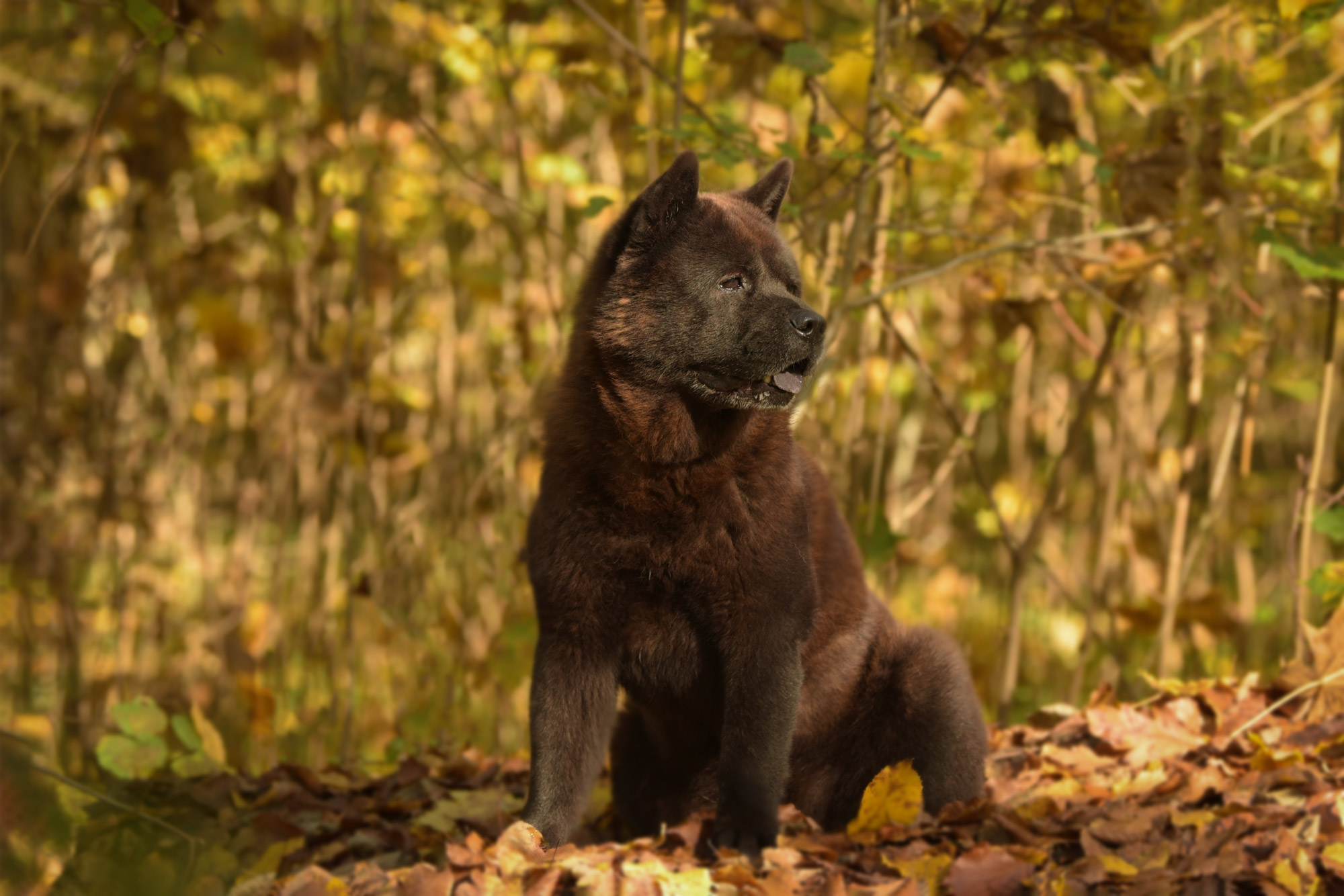 Chow_Chow_Ruecklblick_DSC_6760