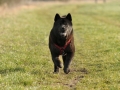Chow Chow Motsi van Juttersburch