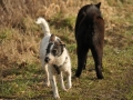 Motsi und Alaska
