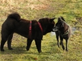 Motsi und Bella