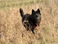 Chow Chow Motsi van Juttersburch