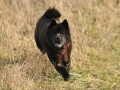 Chow Chow Motsi van Juttersburch