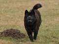 Chow Chow Motsi van Juttersburch