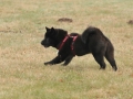 Chow Chow Motsi van Juttersbruch