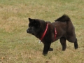 Chow Chow Motsi van Juttersburch