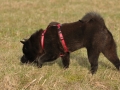 Chow Chow Motsi van Juttersburch