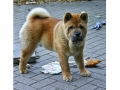 Fiete_Papa_Boyki_1