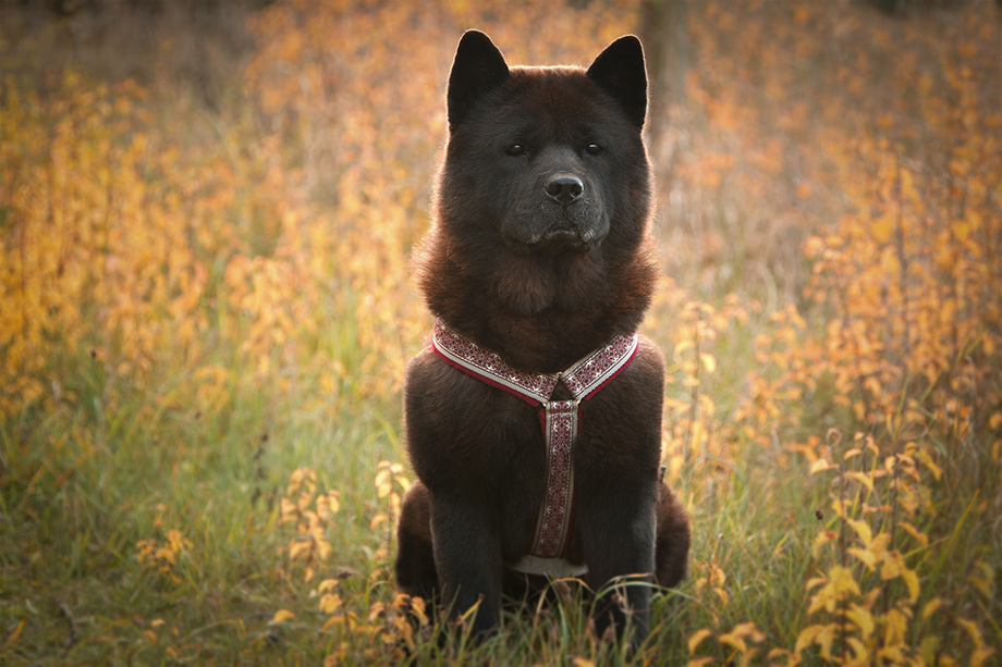 Chow_Chow_DSC_3996