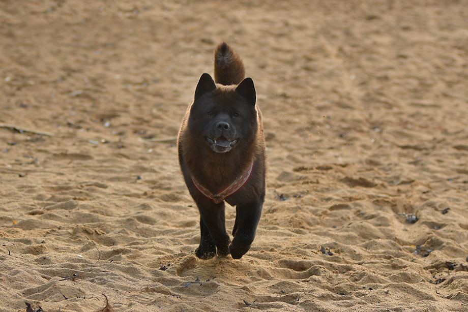 Chow_Chow_DSC_4055