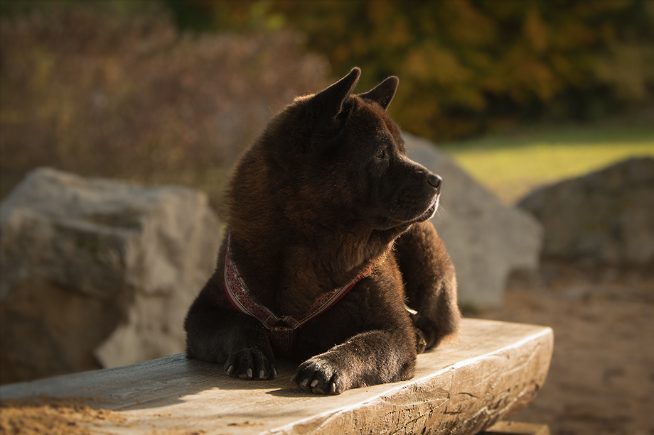 Chow_Chow_DSC_4084