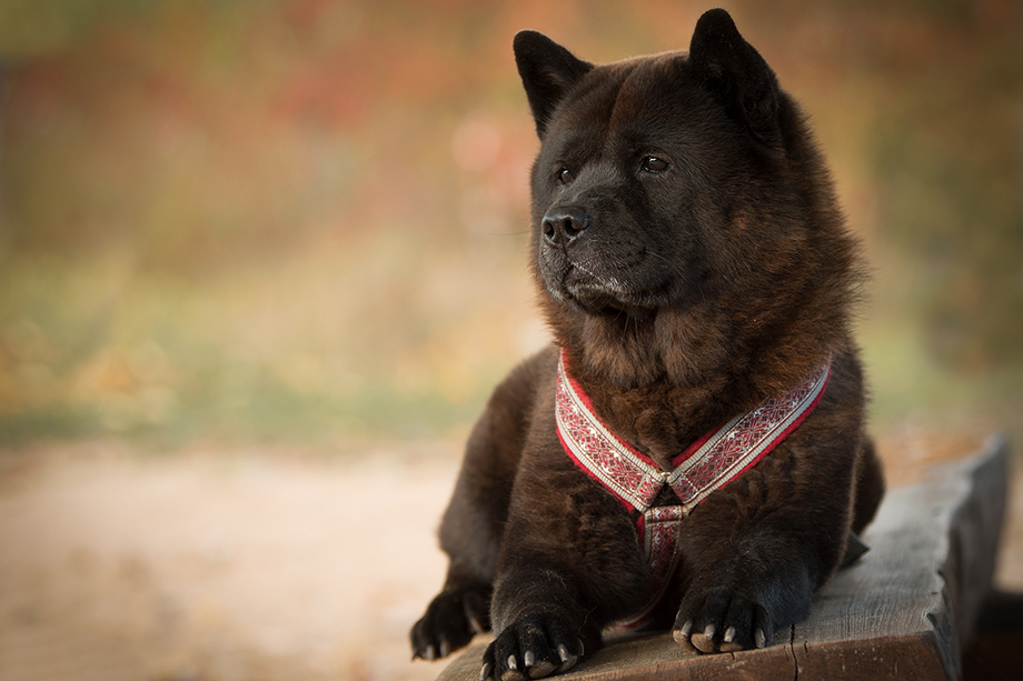 Chow_Chow_DSC_4092