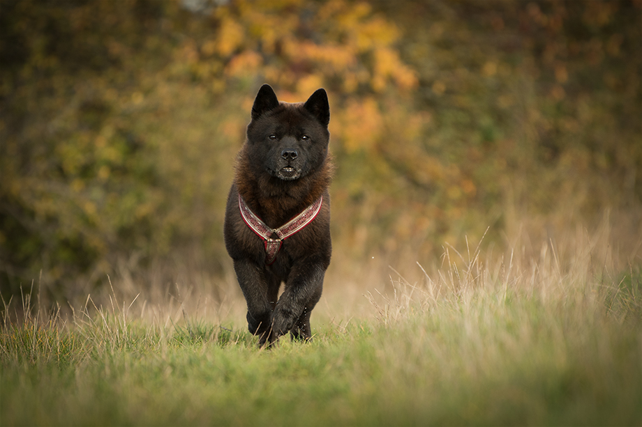 Chow_Chow_DSC_4101