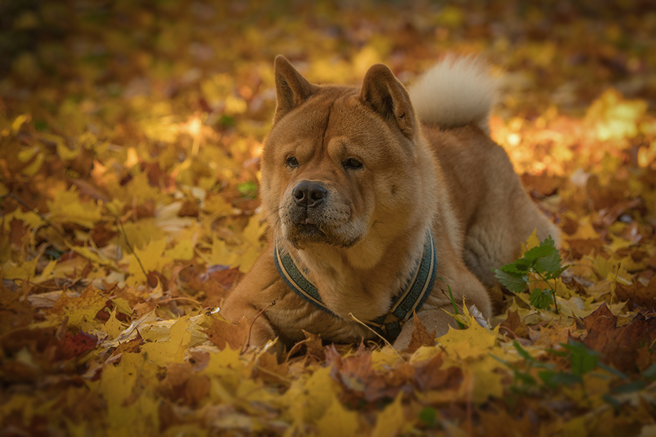Chow_Chow_DSC_4333