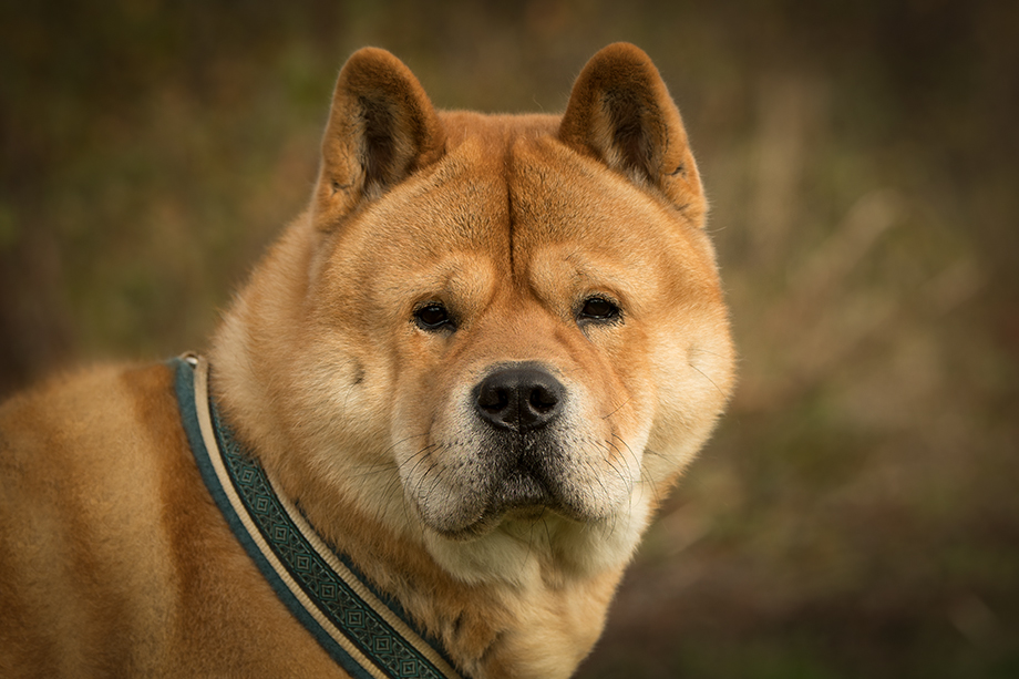 Chow_Chow_DSC_4549