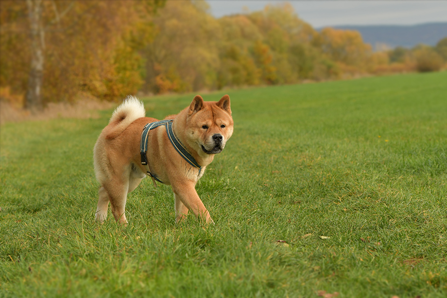 Chow_Chow_DSC_4553