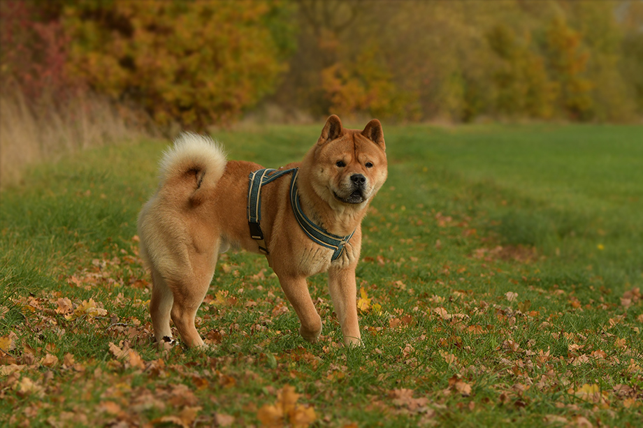 Chow_Chow_DSC_4581