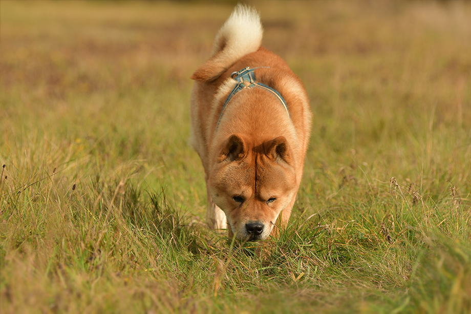 Chow_Chow_DSC_4641