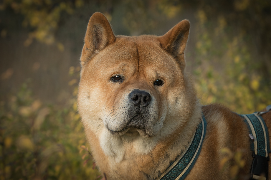 Chow_chow_DSC_4156