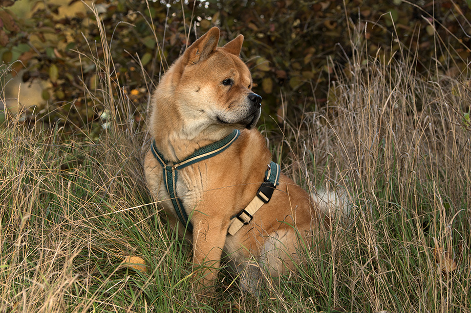 Chow_chow_DSC_4169