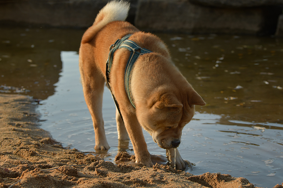 Chow_chow_DSC_4234