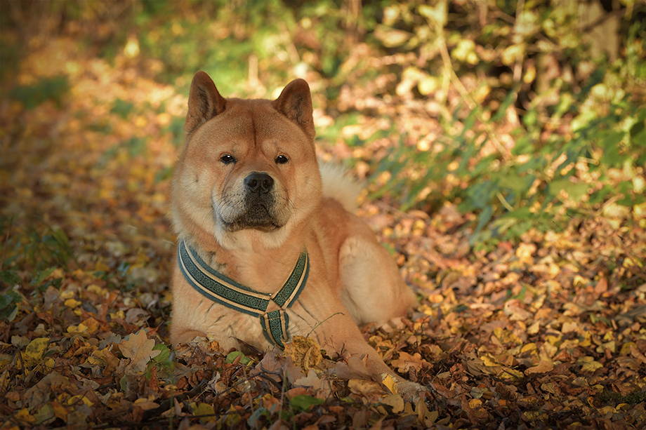 Chow_chow_DSC_4296