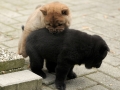 15-DSC_2112