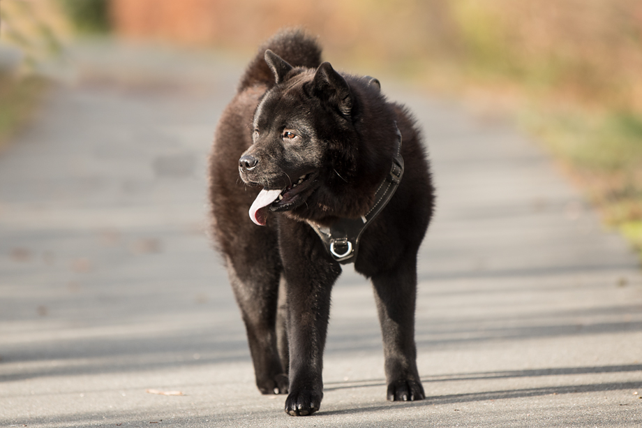 ein_hundeblog_DSC_0716