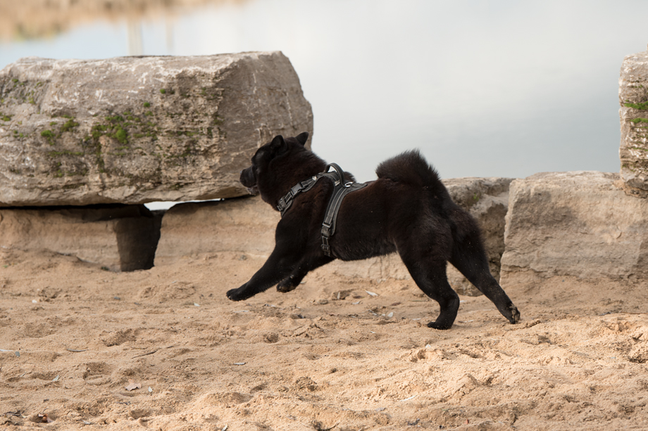 ein_hundeblog_DSC_0725