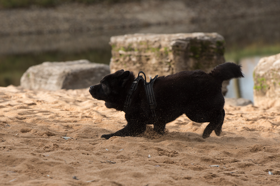 ein_hundeblog_DSC_0726