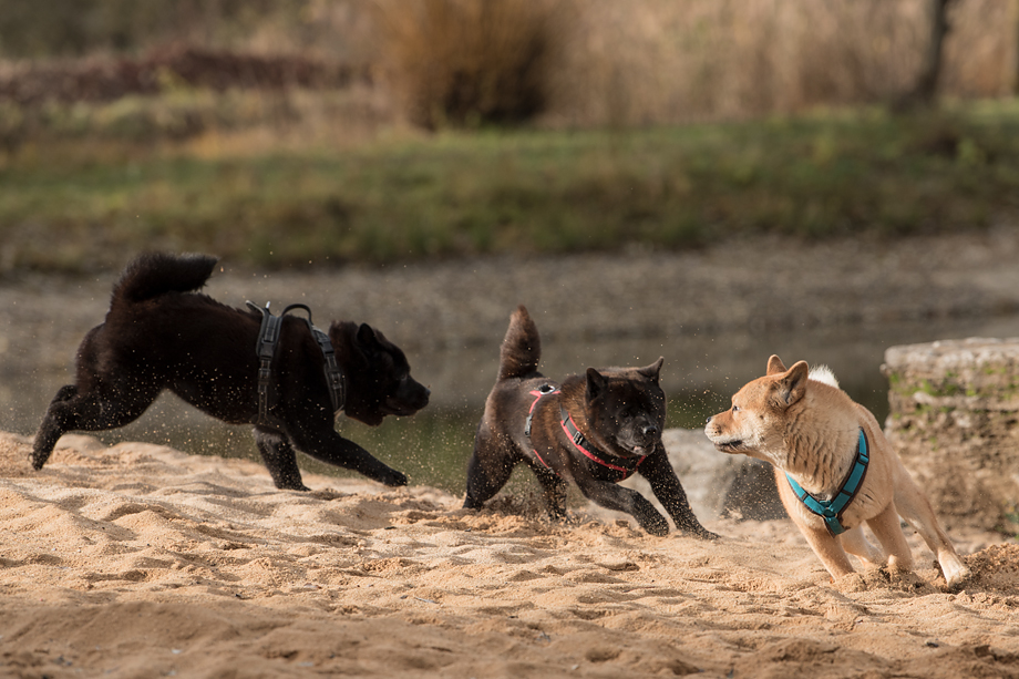 ein_hundeblog_DSC_0730