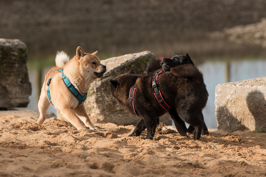 ein_hundeblog_DSC_0735