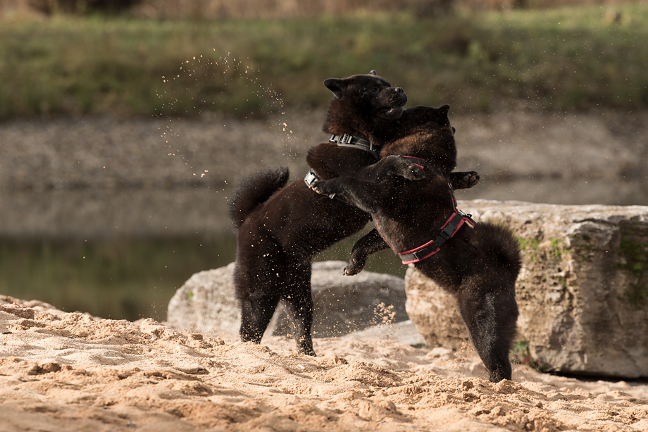 ein_hundeblog_DSC_0738