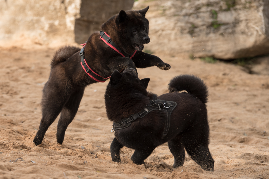 ein_hundeblog_DSC_0748