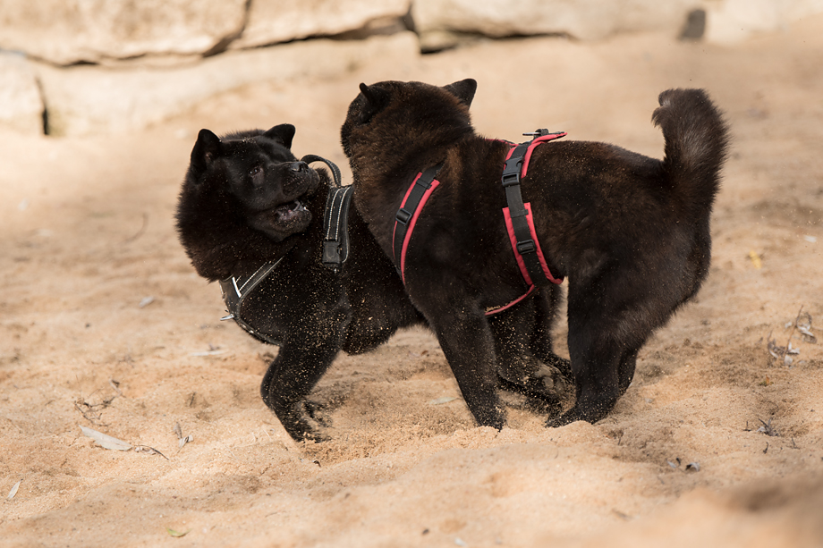 ein_hundeblog_DSC_0765