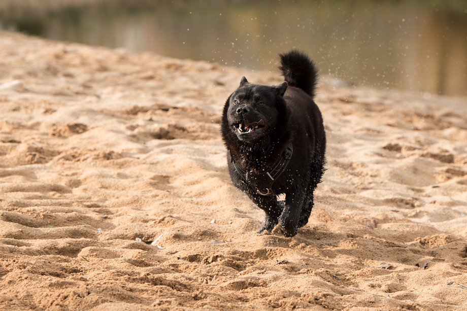 ein_hundeblog_DSC_0773
