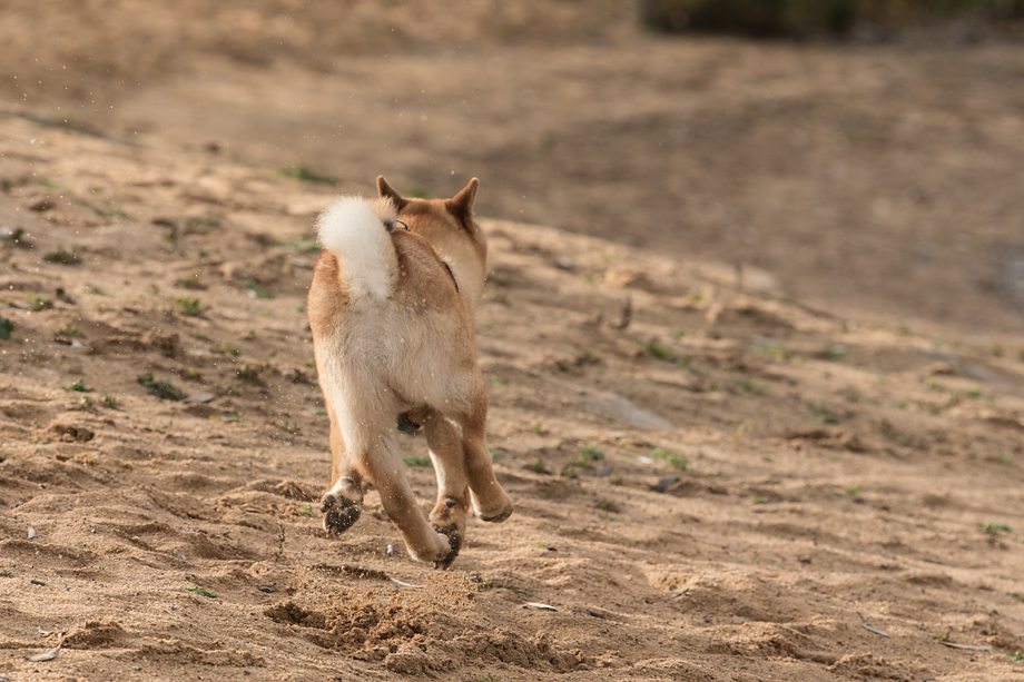ein_hundeblog_DSC_0778