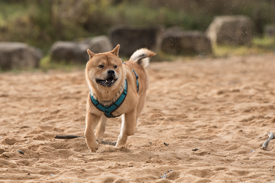 ein_hundeblog_DSC_0791