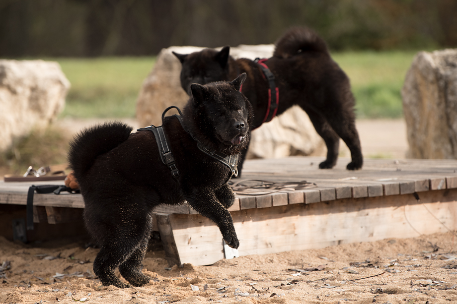 ein_hundeblog_DSC_0803