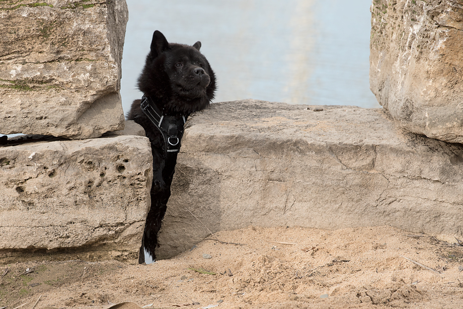 ein_hundeblog_DSC_0817