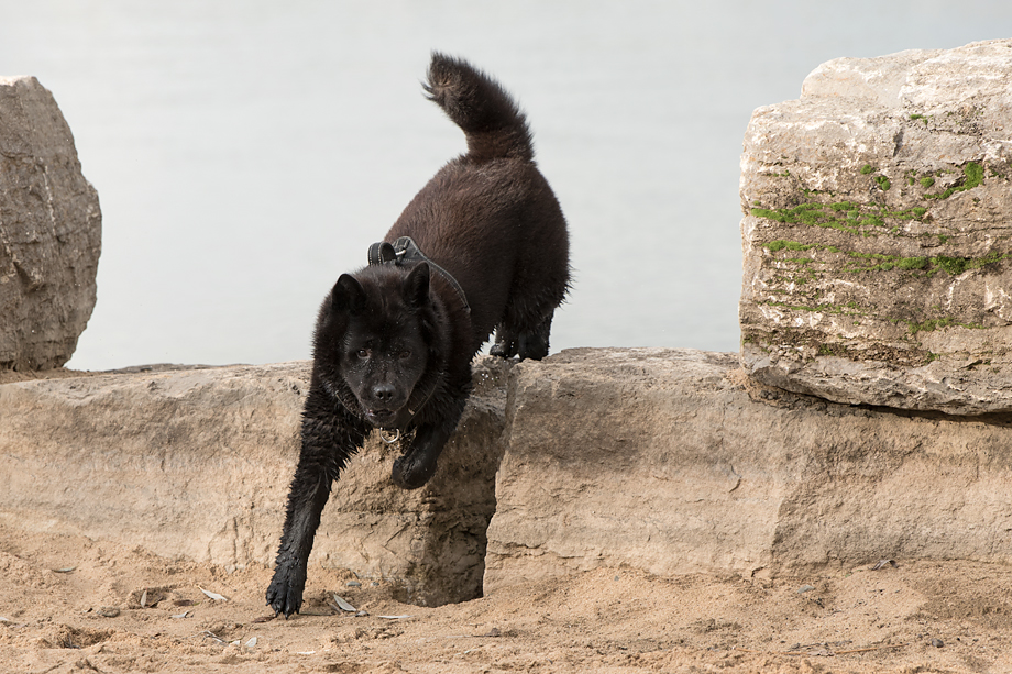 ein_hundeblog_DSC_0818