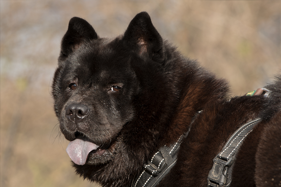 ein_hundeblog_DSC_0888