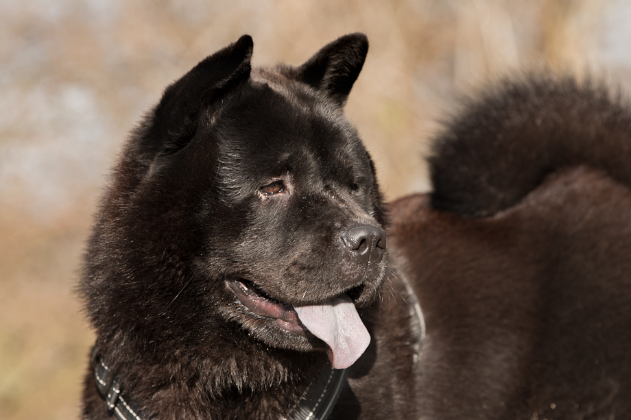 ein_hundeblog_DSC_0892