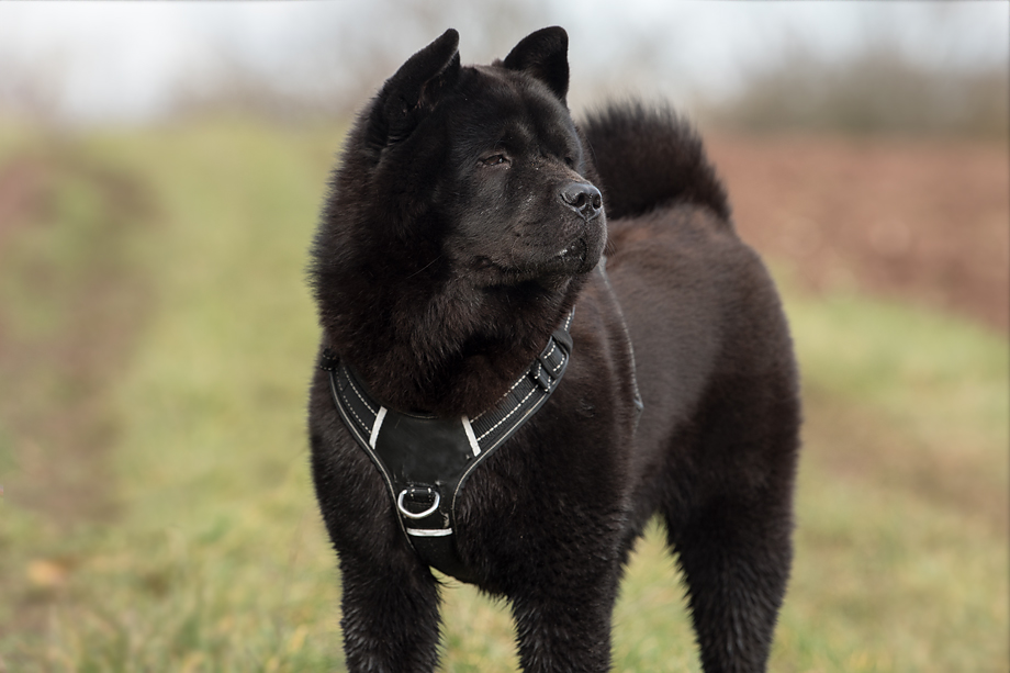 ein_hundeblog_DSC_0916