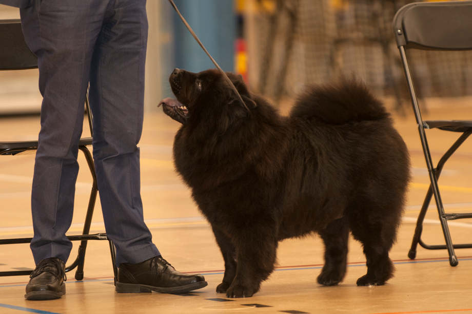 ein_hundeblog_2018_08_4664