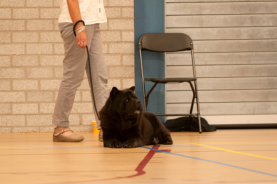 ein_hundeblog_2018_08_4665