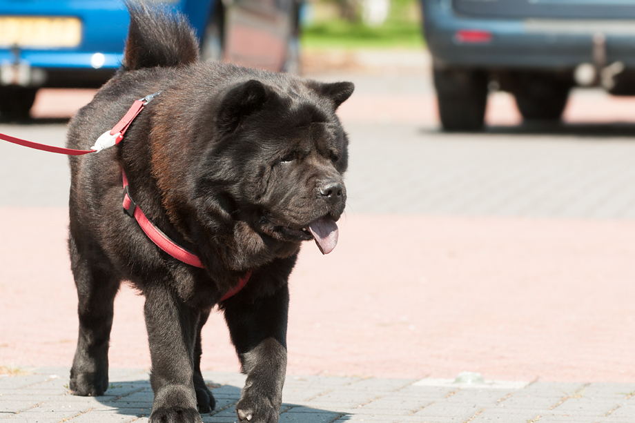 ein_hundeblog_2018_08_4771