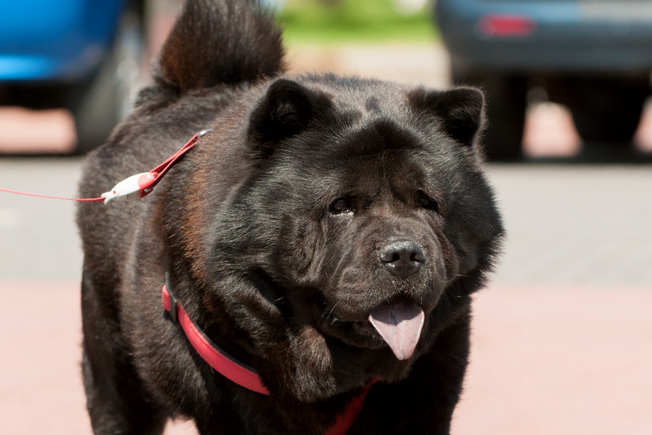 ein_hundeblog_2018_08_4772
