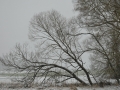 16-DSC_6113
