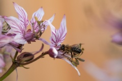 Diptam_DSC_6097