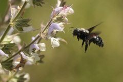 Muskateller_Salbei_DSC_7036